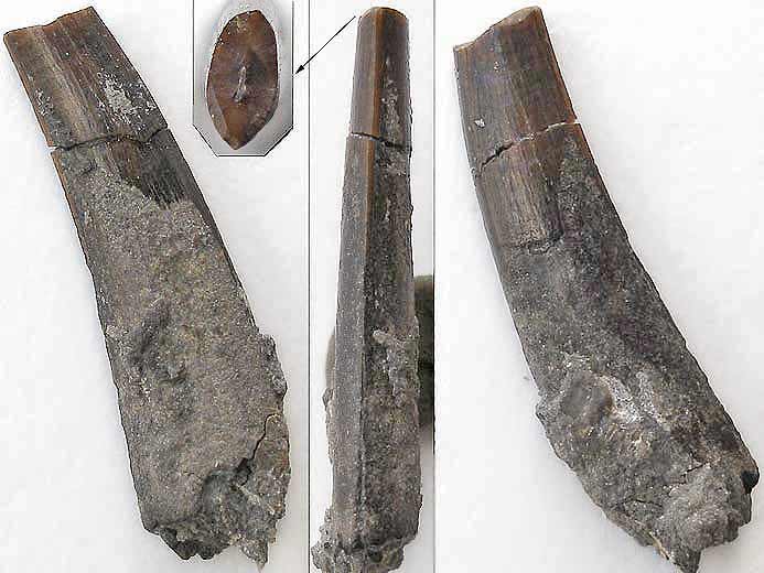 Dent de Ptrosaurien fossile jurassique Boulonnais